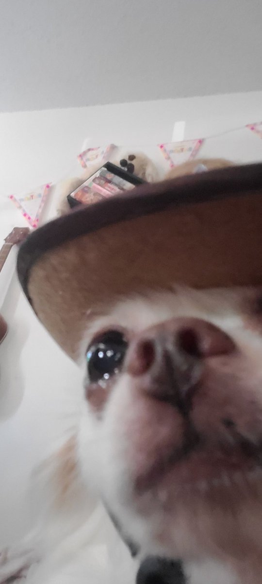 JoStarSloth's tweet photo. They say im tootin but dont asking if im rootin https://t.co/rEcYsMcjKl