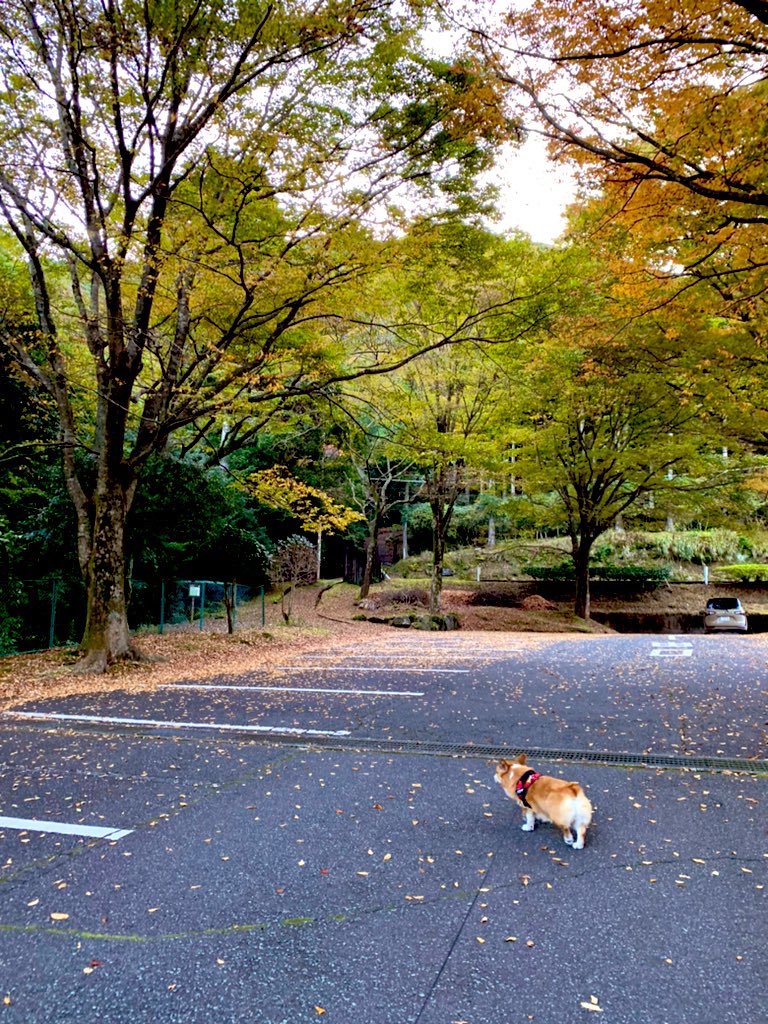 「うちの犬の勝手に先行くシリーズ 」|らくだ：ぼくいつ! 1巻出ました!のイラスト
