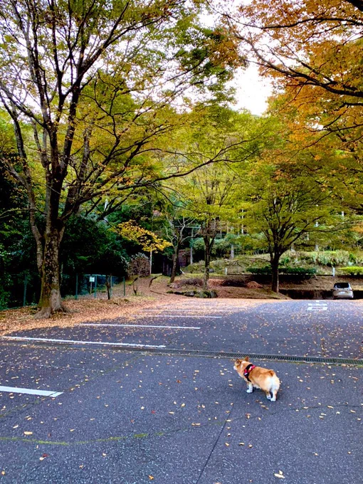 うちの犬の勝手に先行くシリーズ 