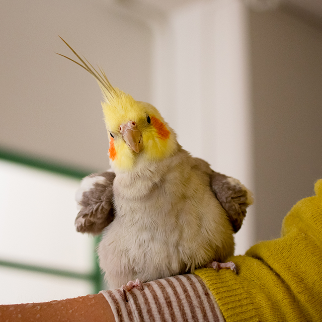 nihonium tweet media