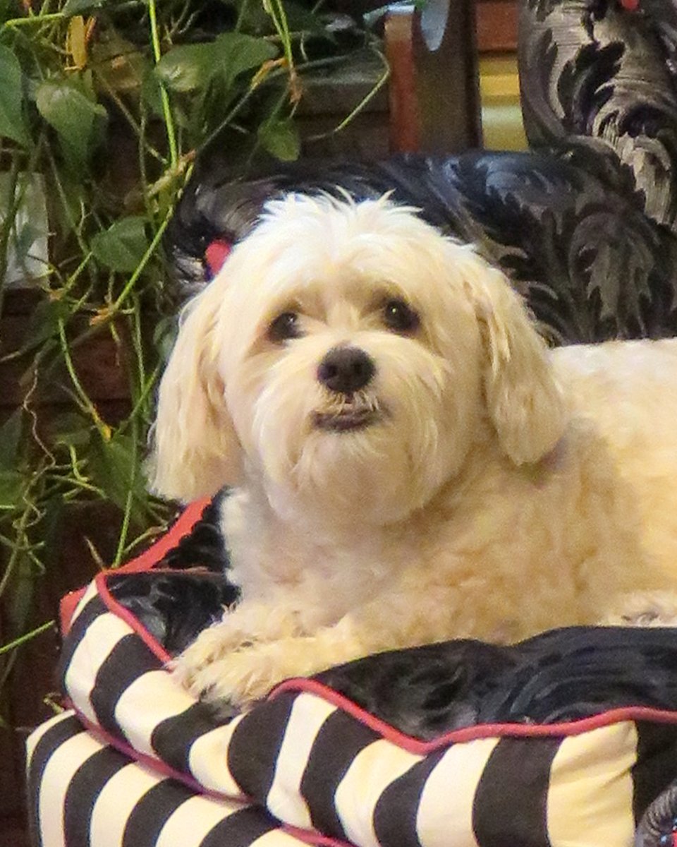 alexpickett's tweet photo. Bella sends a floofy "woof" to Marcus!! #olcaccelerate #OLCpets #OLCaccelerate #Bella #cutest #doggo https://t.co/zOLfWC3F5l