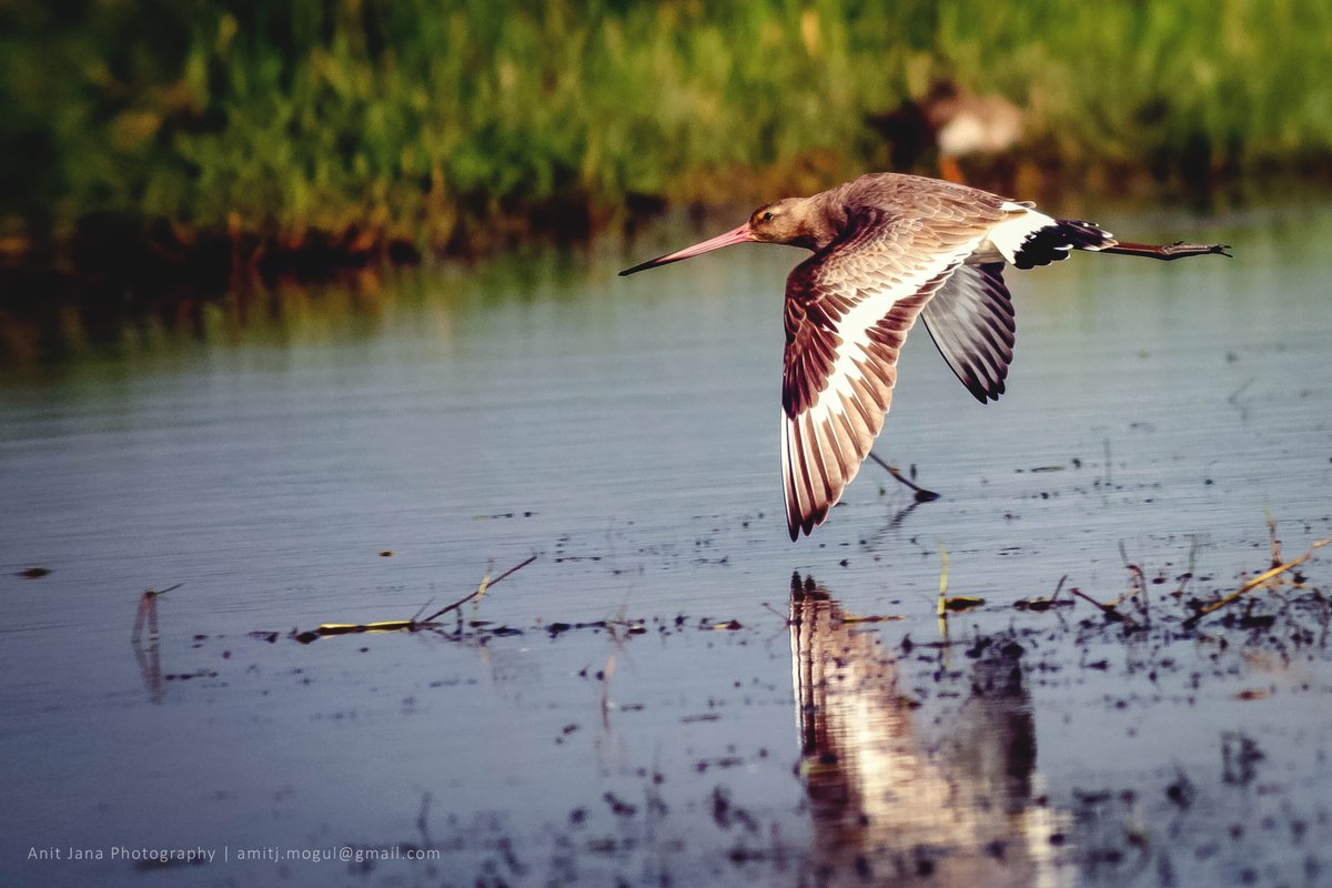 camera_baba's tweet image. #camerababa #photography #wildlife #bird #london #photography #photo #wildlifephotography #wildlifephoto #odishawildlife #londonbirds #Lina  #photographer #Odisha #birdphotography #odishaphotography