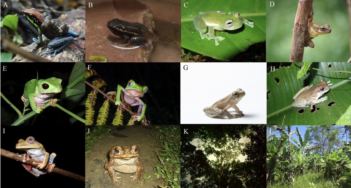 So thrilled to share with you our paper that highlights the role of the native communities for biodiversity conservation published now in Tropical Conservation Science journals.sagepub.com/doi/10.1177/19… Thanks to the native communities of Shipetiari, Shintuya, and Diamante