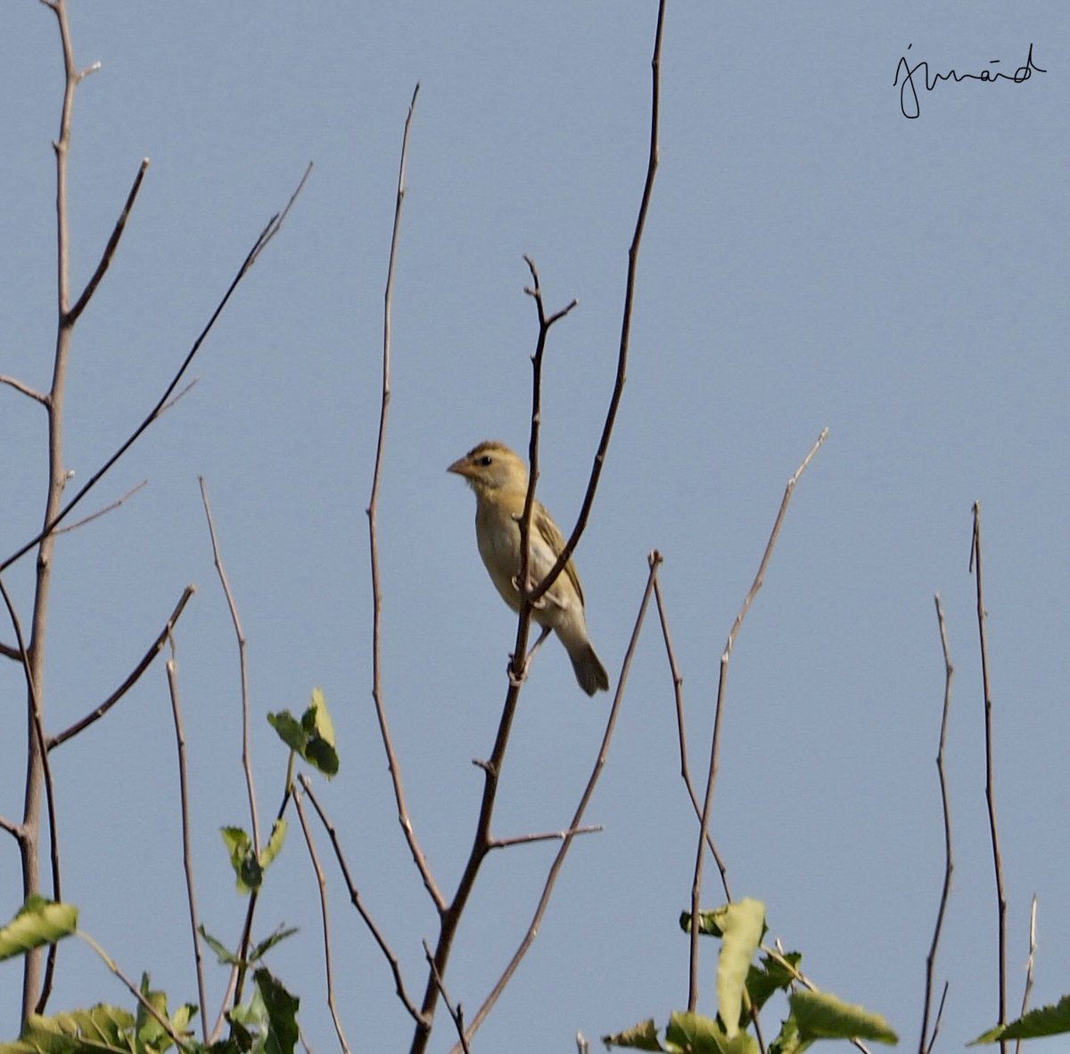khan210174's tweet image. BAYA WEAVER Ploceus philippinus #Islamabad #october2020 #birdwatching #birdphotography #birds #birding #BirdTwitter @WWFPak #NatGeoEsp #natgeoindia #DiscoveryPlus #birdsofpakistan