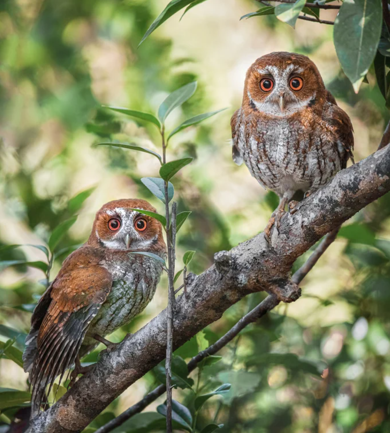 The Wild Bird Trust tweet media