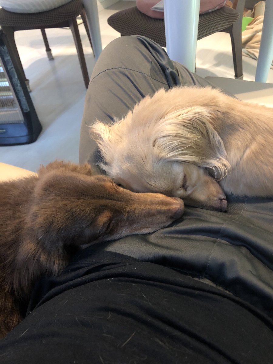 Finally2019's tweet photo. 16年39日クッキーが犬生を終えました。楽しい事悲しい事色々あったなぁ。我が家で最初に飼ったワンコになってくれてありがとう。上にはチョコが待ってくれてるから寂しくないよ。父さんもいずれそっちにいくから、その時はクッキーとチョコで一緒に散歩してお昼寝しような。クッキーありがと愛してるよ https://t.co/j8Z24S9tOh