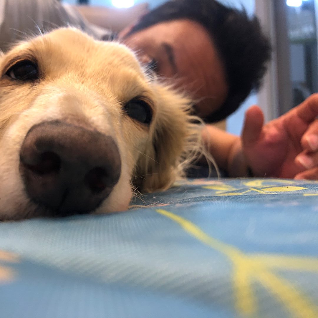 Finally2019's tweet photo. 16年39日クッキーが犬生を終えました。楽しい事悲しい事色々あったなぁ。我が家で最初に飼ったワンコになってくれてありがとう。上にはチョコが待ってくれてるから寂しくないよ。父さんもいずれそっちにいくから、その時はクッキーとチョコで一緒に散歩してお昼寝しような。クッキーありがと愛してるよ https://t.co/j8Z24S9tOh