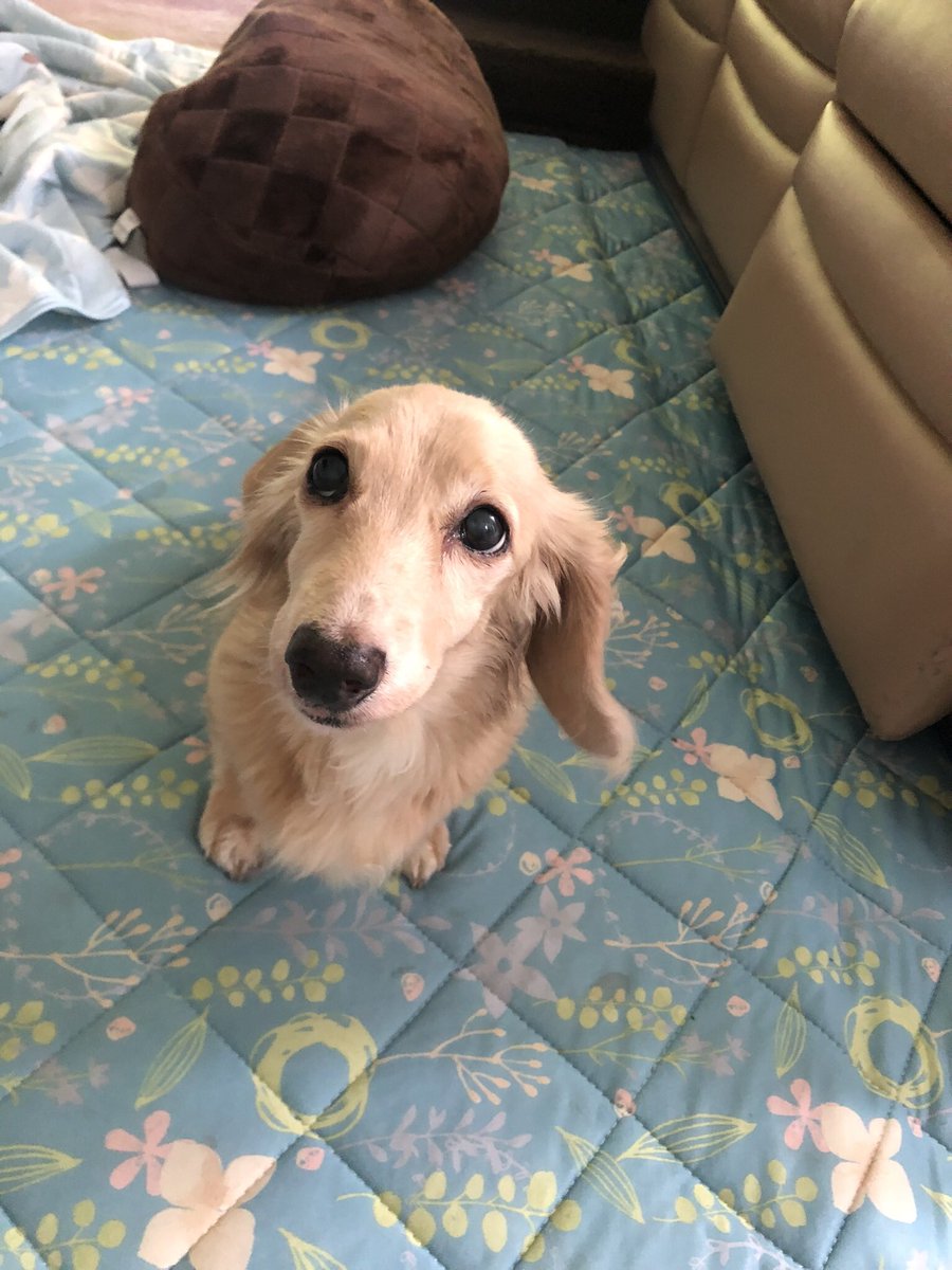 Finally2019's tweet photo. 16年39日クッキーが犬生を終えました。楽しい事悲しい事色々あったなぁ。我が家で最初に飼ったワンコになってくれてありがとう。上にはチョコが待ってくれてるから寂しくないよ。父さんもいずれそっちにいくから、その時はクッキーとチョコで一緒に散歩してお昼寝しような。クッキーありがと愛してるよ https://t.co/j8Z24S9tOh