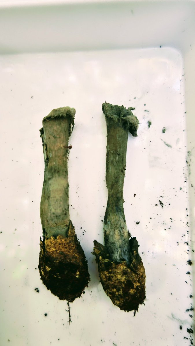 根元にはけっこう強靭な革質の壺があります。

#珍菌
#コウボウフデ