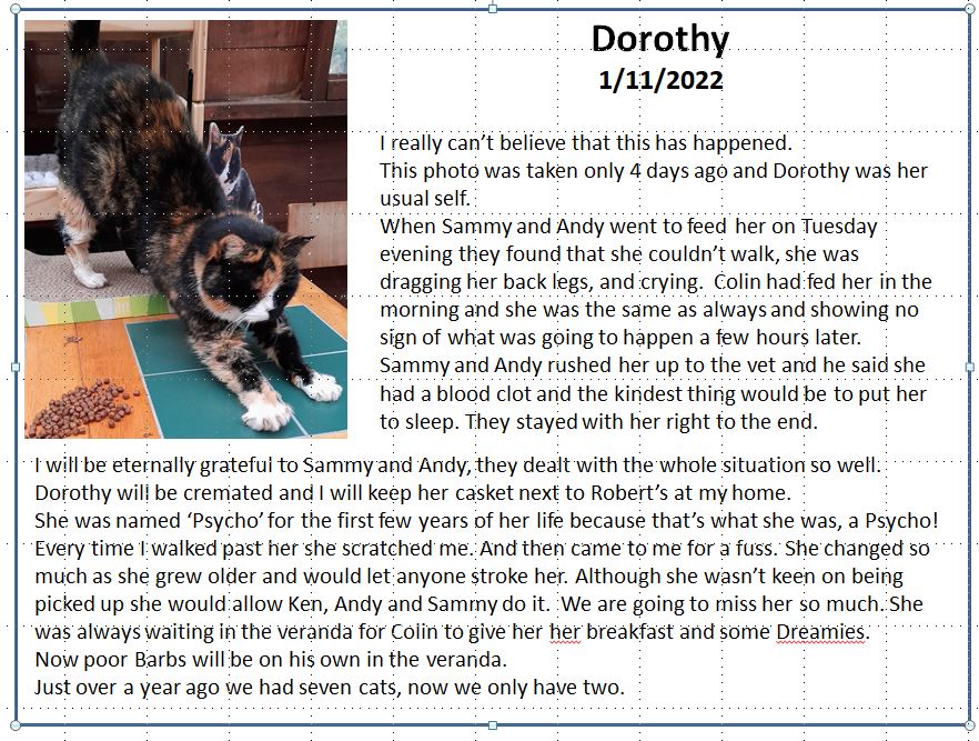 Robert Allotment cat,now helped by Janet & Amanda (@allotmentcat) on Twitter photo 