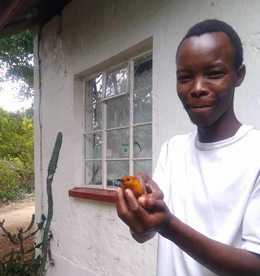 arochakenya's tweet photo. On 28/5/20 we caught, ringed (no AA13998) & attached a #geolocator to this #RedcappedRobinChat. It was caught again on 30/9/21, geolocator removed & new one deployed. We caught it again yesterday & gave it a 3rd! Thanks to @Vogelwarte_scie for support. #Migration #bird #Science https://t.co/6WlVD086SN