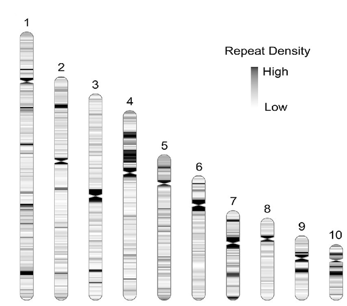Nice to see this one out - Chromosome-level assembly of the Phytophthora agathidicida genome #KauriDieback frontiersin.org/articles/10.33…