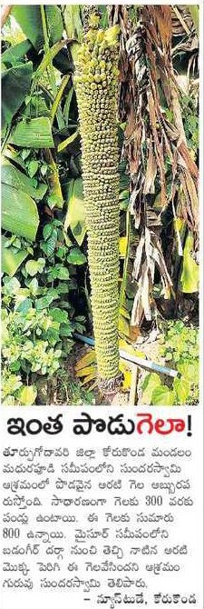 ManaAPOfficial's tweet photo. ఒక్క గెలకు 800 అరటి పండ్లు ! 🍌

#ManaEastGodavari https://t.co/841Fo4N6S9