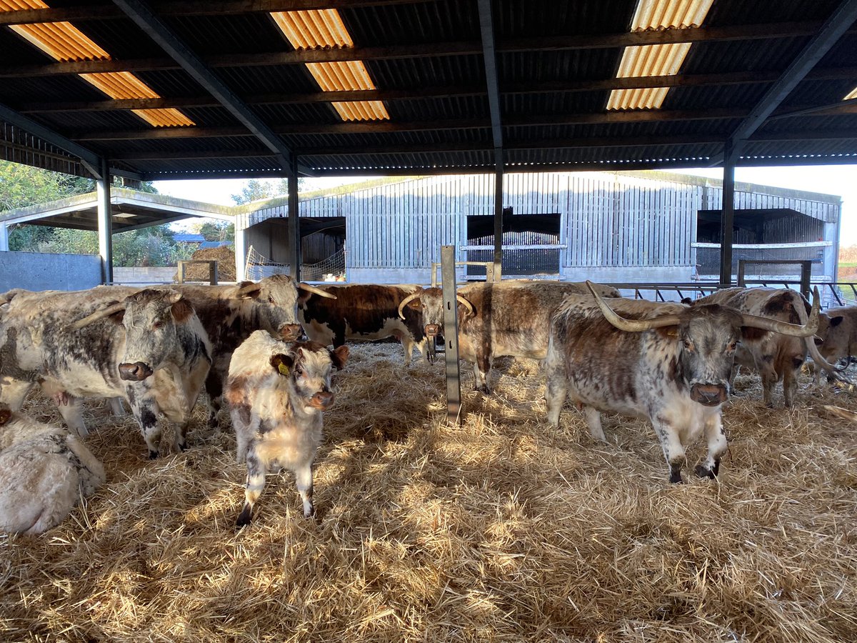 manororganic's tweet photo. Our #organic #longhorncattle patiently waiting for #TB test results day on Friday https://t.co/sLhC7rPpJD