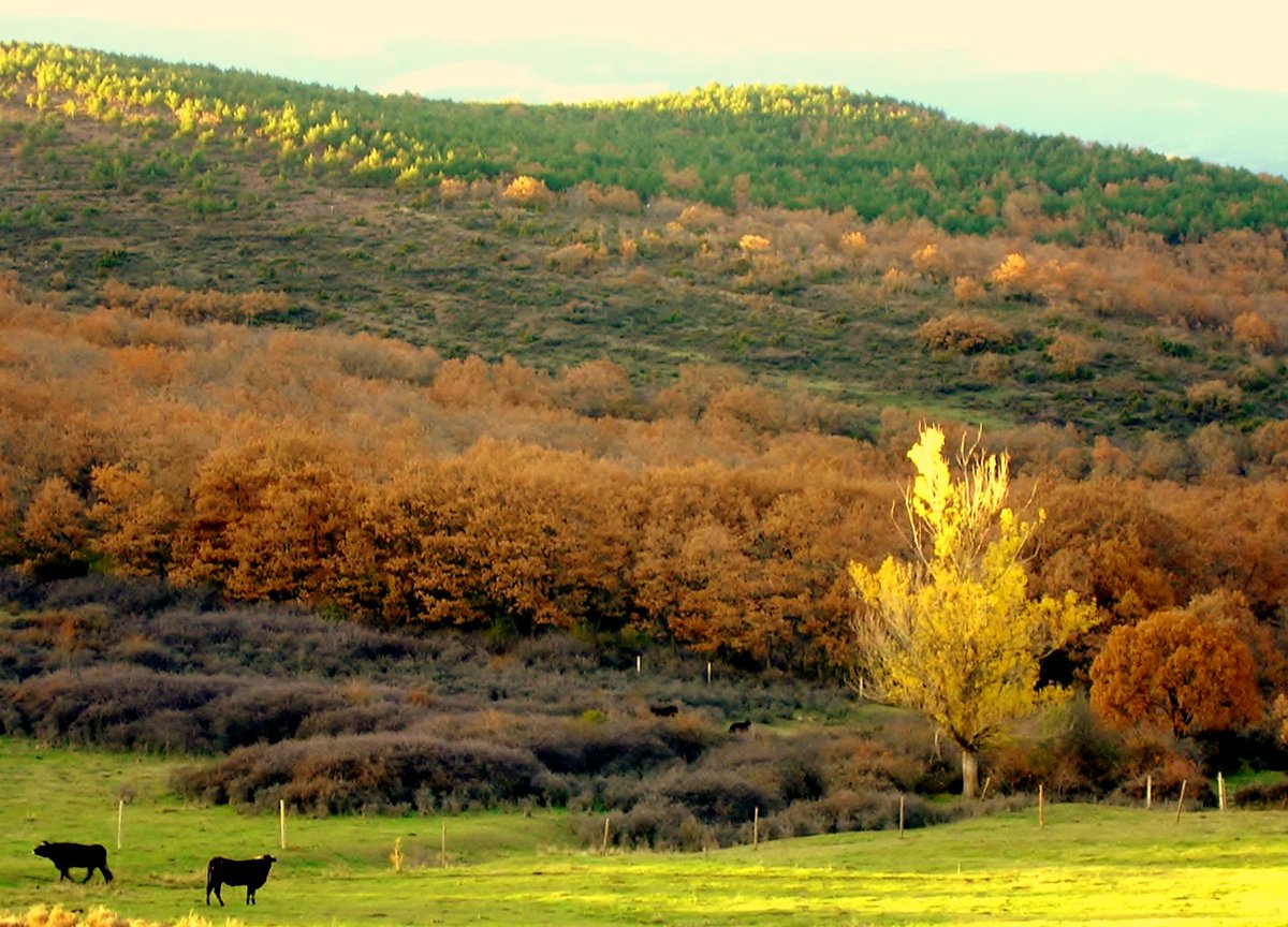 sarnago_soria's tweet photo. Para el proyecto de @mongeleon Hoy toca el #44de52. El Egido de Sarnago da mucho juego en cualquier época del año pero es en #otoño cuando sus colores son más explosivos y dan sensación de paz y tranquilidad. https://t.co/IL0cLOKrWY