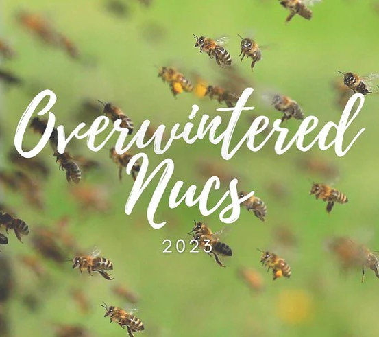 BeeEquipmentLtd's tweet photo. Overwintered British Nucs are now available to order for 2023, with just a £50 deposit!

https://t.co/DilcClEaXx

#bees #britishbees #beekeeping #beekeeper #buckfastbees #buckfast #overwinterednuc #nuc https://t.co/Ejn2R4nQrj
