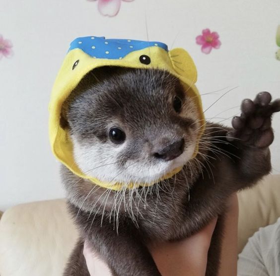 lontrinha com chapeuzinho de peixinho