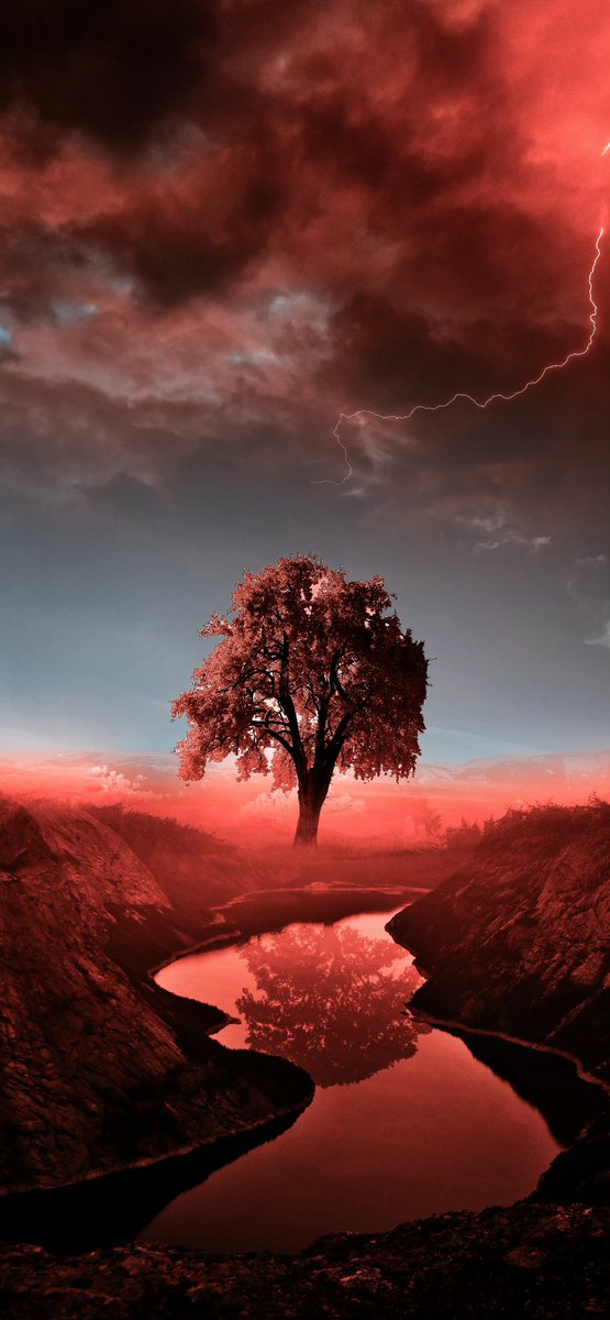 hi_wallpaper's tweet photo. tree https://t.co/igptJsHvBX