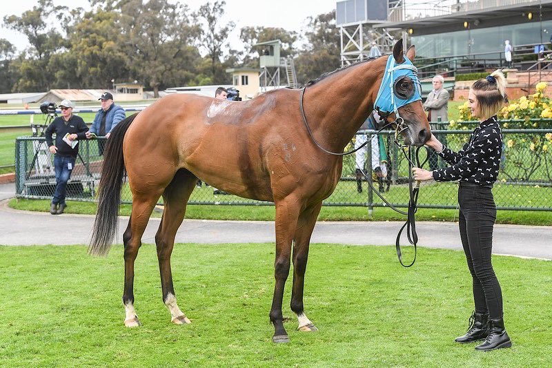 W I N N E R 🐎🔥
Claidheamh Mor
Bendigo 2.11.22
Race 8 1600m
@geerielly @RacingNextGen