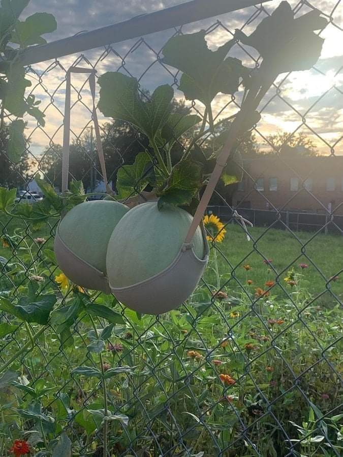 Let's talk about farming innovation subscribe to our Farmers Channel via link 👇youtube.com/@globalfarmers… #gfctrending #flc #viral <a href="/YouTube/">YouTube</a>