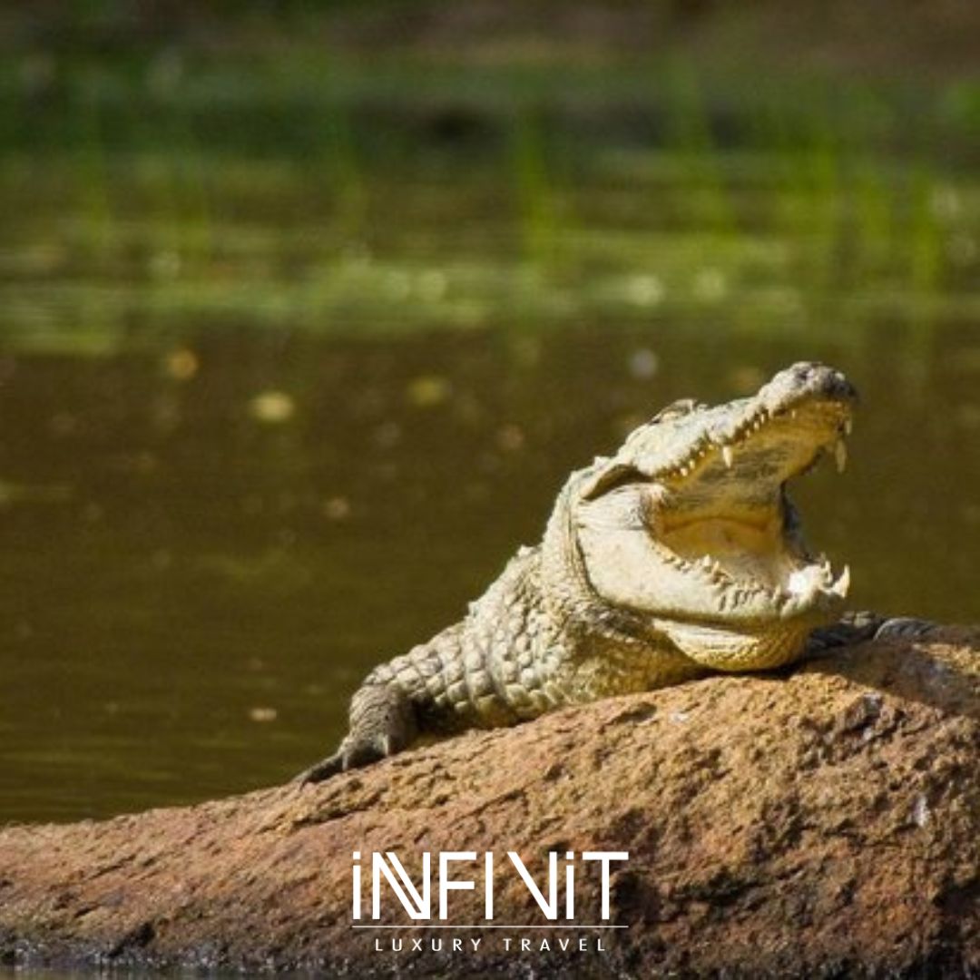 Infinit_Luxury's tweet photo. Take a guided safari tour around Sri Lankas national parks or experience camping amidst wildlife
https://t.co/w19J6M09dP

#wildlife #holiday #crocs #leopards #wildanimals #SriLanka #forests #safari #jungles #beach #whales #naturetrails #nature #glamping #campaing https://t.co/beBnah3cm5