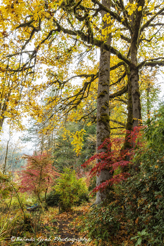 BelindaGreb's tweet image. “How beautifully leaves grow old. How full of light and color are their last days.” – John Burroughs society6.com/product/rival-…
#photography