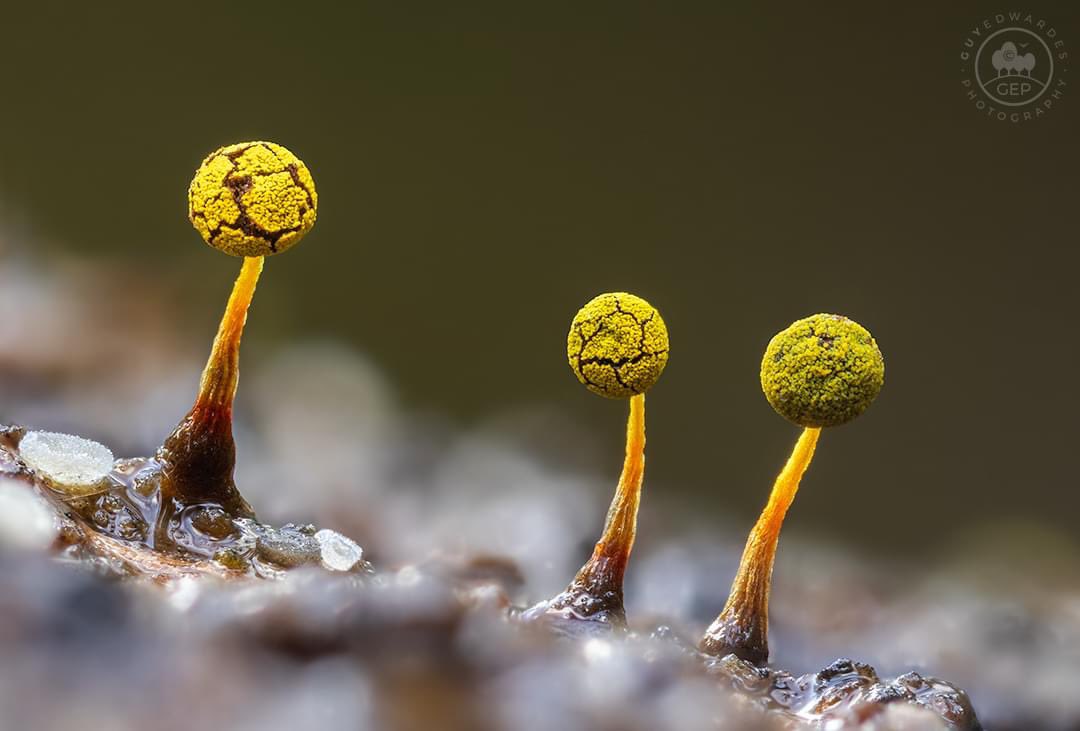 During my fungi workshop yesterday I found this very tiny fruiting slime mould. About 0.5mm tall, so barely visible to the naked eye. A stack of 40 images taken using a 5X macro lens and automated focussing rail. © Guy Edwardes Photography #slimemould #protista #macrophotography