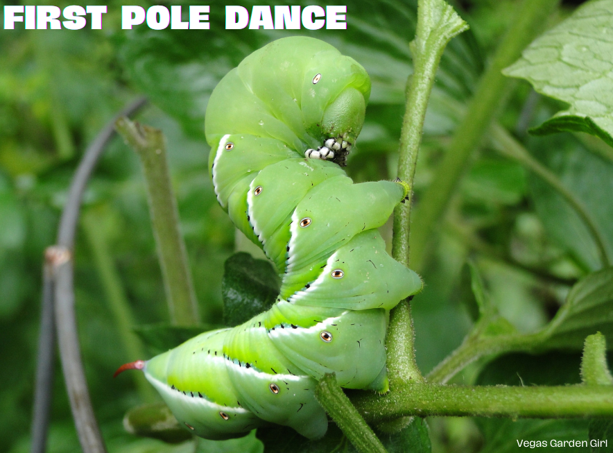 VegasGardenGirl's tweet photo. #dancinginsect #gardenmeme https://t.co/F8bJPoW5rt
