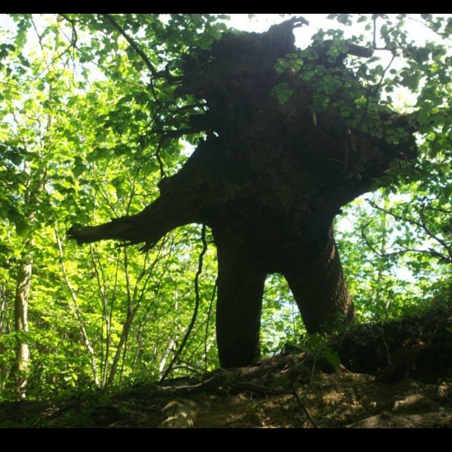 I met the green man once, very briefly whilst wandering the Wrekin woods.... 🍃 

#Folklore #TheWrekin #Shropshire