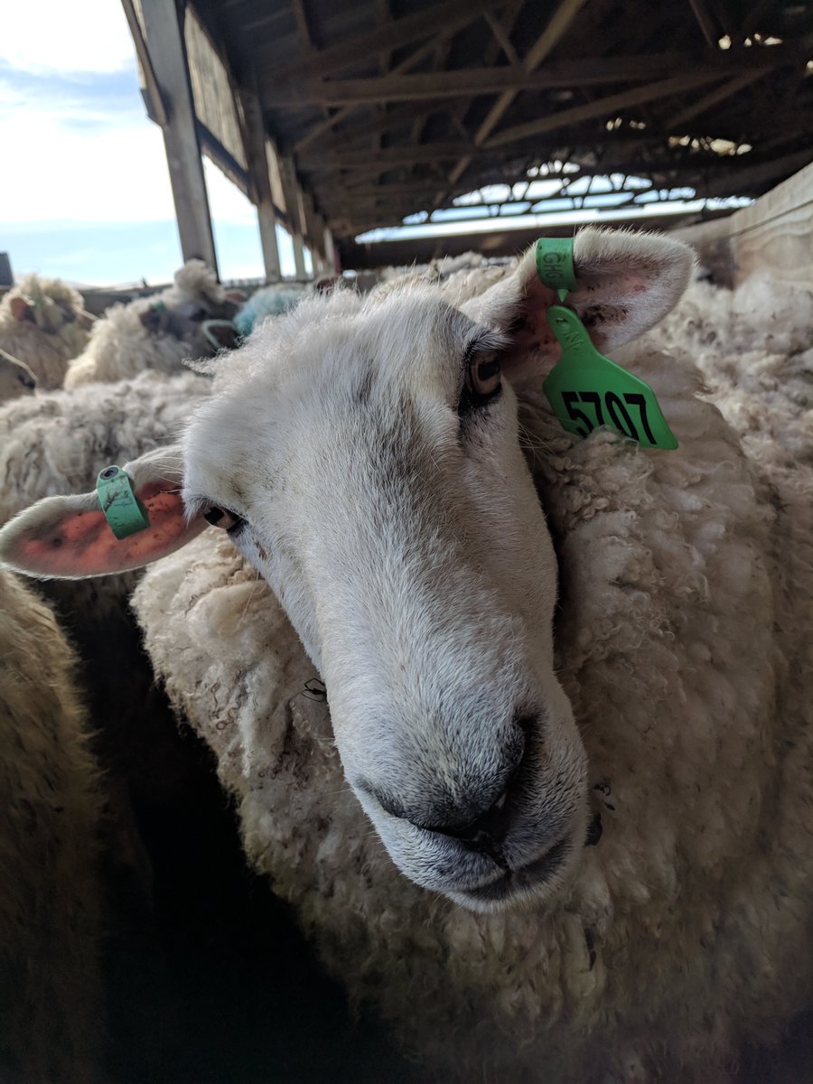 Suzanne Rowe (@suzannerowe101) on Twitter photo Opportunity to work across two continents on a great project in sustainable livestock production. <a href="/ASGGN_GRA/">Animal Selection, Genetics and Genomics Network</a> <a href="/GRA_GHG/">GRA</a> <a href="/METHAGENE/">METHAGENE</a> <a href="/holoruminant/">HoloRuminant H2020</a> <a href="/AgResearchNEWS/">AgResearch</a> Opportunity to work across two continents on a great project in sustainable livestock production. <a href="/ASGGN_GRA/">Animal Selection, Genetics and Genomics Network</a> <a href="/GRA_GHG/">GRA</a> <a href="/METHAGENE/">METHAGENE</a> <a href="/holoruminant/">HoloRuminant H2020</a> <a href="/AgResearchNEWS/">AgResearch</a>