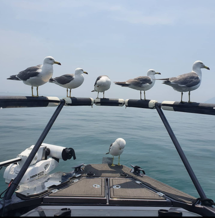 Selina_945's tweet photo. #E750 7.5m Easycraft Feedback! Good boat catches Big fish😄
Contact me if any interested. 
Selina Feng 
Whatsapp +86 15969878859
#aluminumboats #boatlife #easycraft #waterlife #fishinglife #fishing #boats #yacht #gospelboat #cheapboat #boatsfishing https://t.co/LUEZAHpbZr