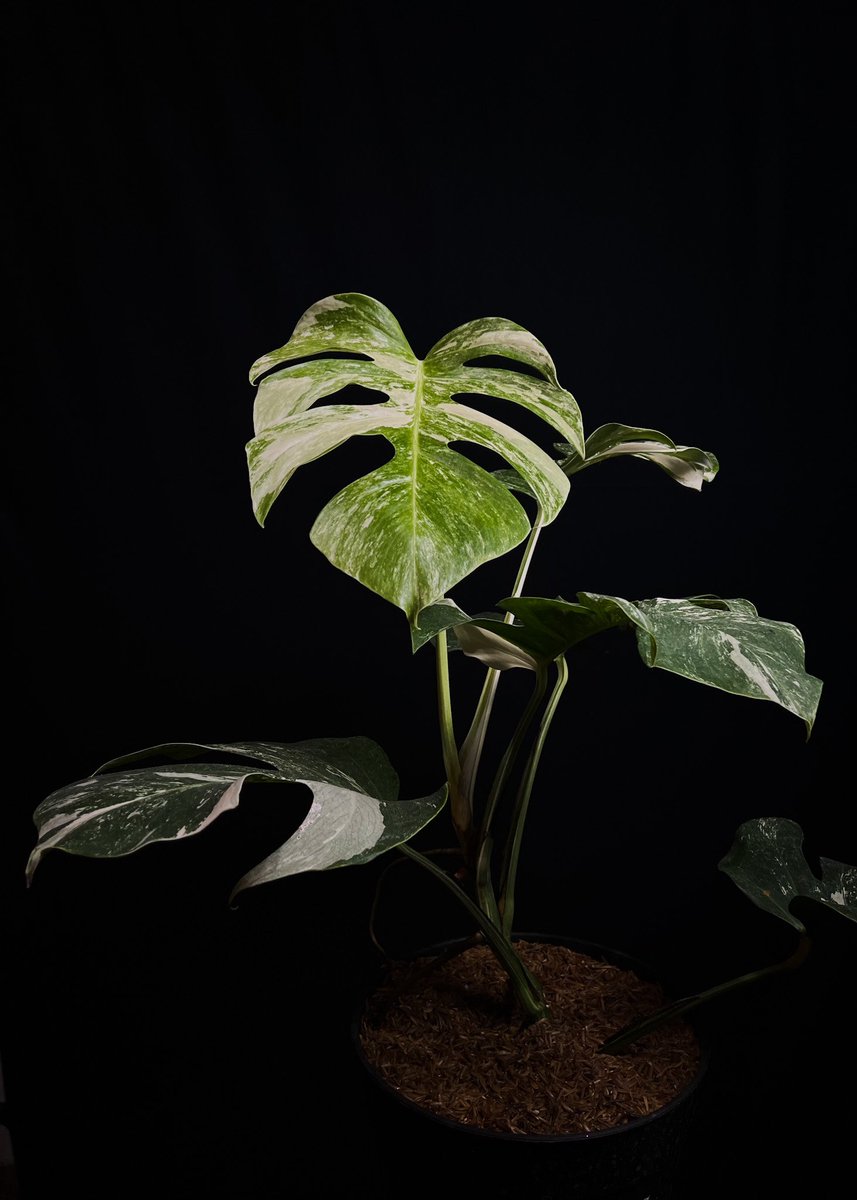 Monstera Albo Variegata 🌿🤍💚

#monstera #plantsMakePeopleHappy #plantsOfInstagram #PLNTLVRS #boysAndGirlsWithPlants #teamPlantAttic #flatWithPlants #plantParentCommunity #crazyPlantPeople #hungarianPlantCommunity #worldOfPlantNerds
#house_plant_community