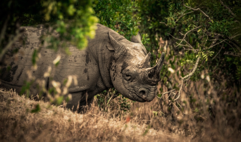 OlarroK's tweet photo. A black rhino peeking through the Mara bushes

#blackrhino #masaimara #marahotels #olarrolodge #olarroconservancy #olarro #privateconservancy #masaimaralodge #kenyasafari #africasafaris #africanlodge #eastafrica https://t.co/2RMf4CboXU