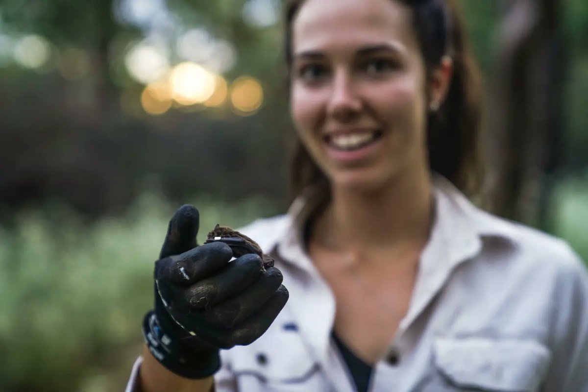 AliJamMedia's tweet photo. Microbat Research happening out at @UNSW @UNSWScience #field #research #station #SmithsLake https://t.co/Q4r3DymZPO