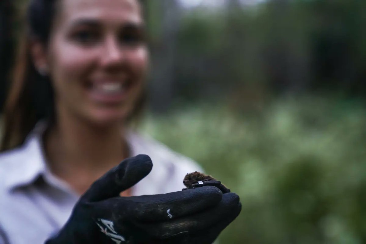 AliJamMedia's tweet photo. Microbat Research happening out at @UNSW @UNSWScience #field #research #station #SmithsLake https://t.co/Q4r3DymZPO