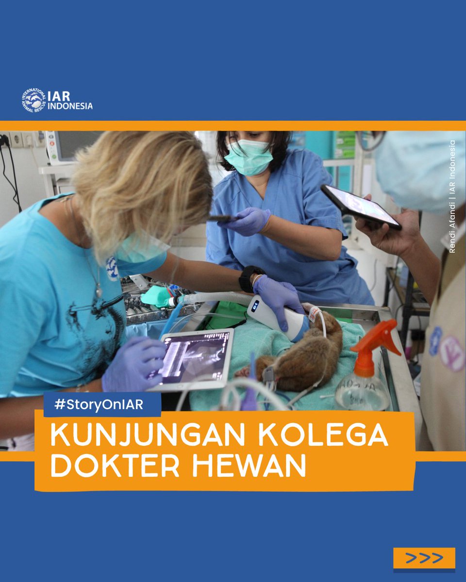Bersama kawan-kawan dokter hewan lain, kami belajar mengenai hal-hal baru dalam metode penanganan medis satwa liar.

Dipandu oleh Dokter Hewan Aurora Mateo Roman dan tim kami mendapatkan ilmu baru terkait metode penanganan gigi, anastesi, dan kardiologi pada satwa liar.