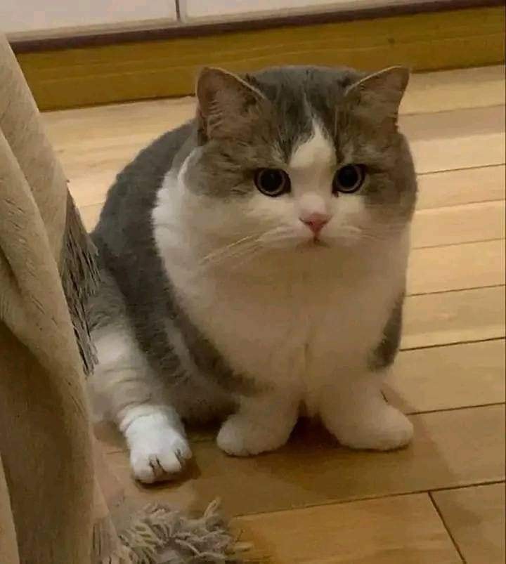 Take_Meow_Hand's tweet image. Chubby chubby