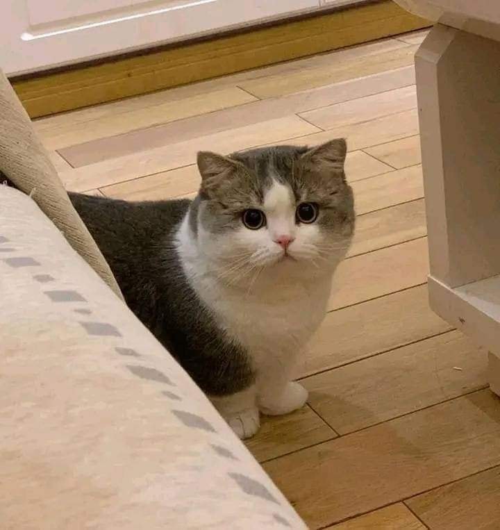 Take_Meow_Hand's tweet image. Chubby chubby