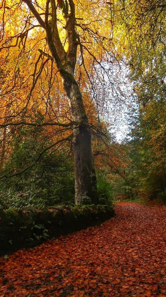 CarlingfordIRE's tweet photo. There may not be a lot of Autumn leaves left on the trees after todays winds so here are some autumn photos of Ravensdale Forest Park showcasing the stunning colours on display.
#autumn #ravensdale #stunningcolours https://t.co/duFJHYGxOZ