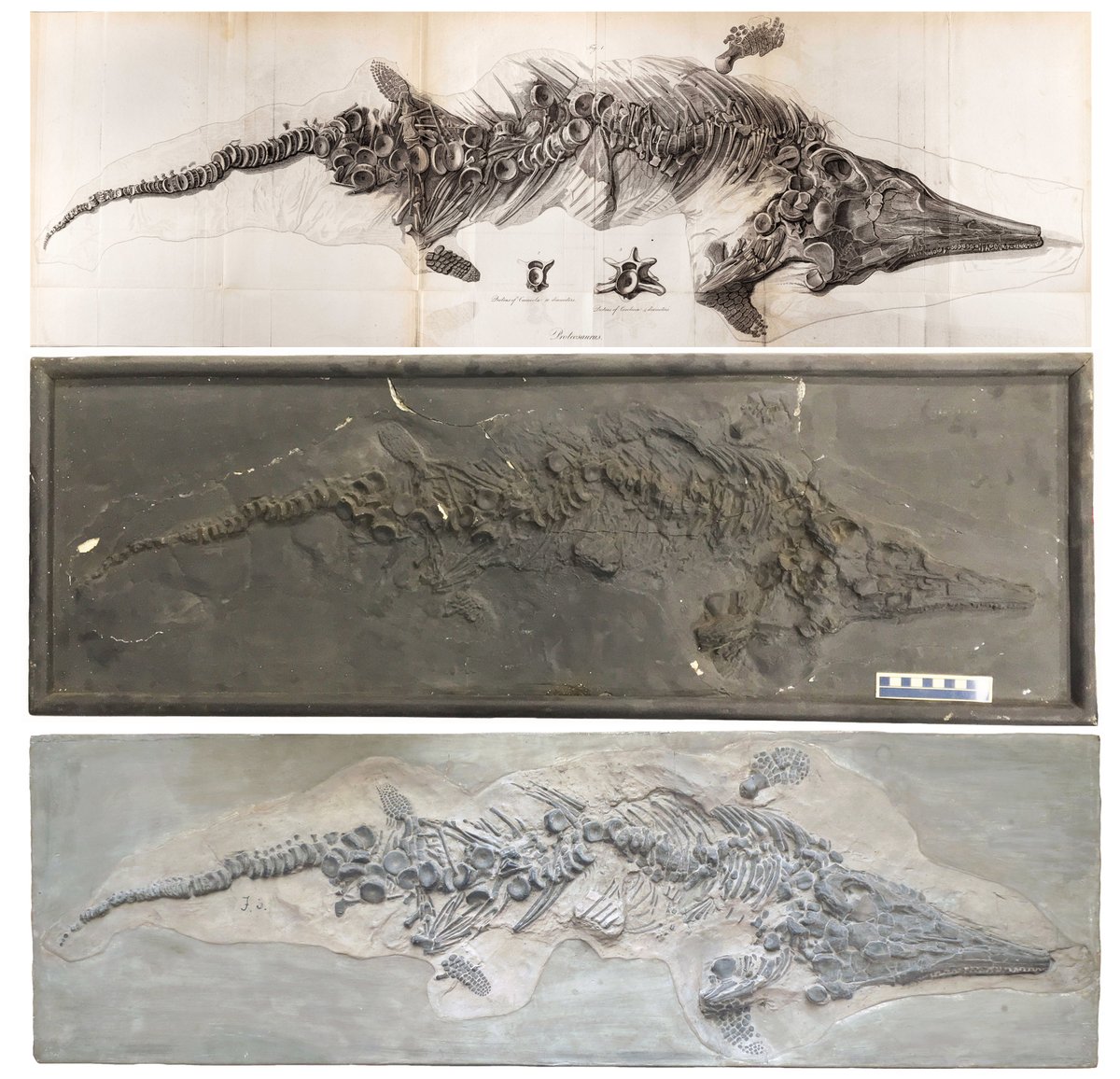 Dean_R_Lomax's tweet image. A little over 200 years ago, this ichthyosaur was found in Lyme Regis, almost certainly by Mary Anning. It was described in 1819 &amp;amp; named ‘Proteosaurus’.

Sadly, it was destroyed in London in 1941, during WWII.

This illustration (top) was the only evidence we had, until now...