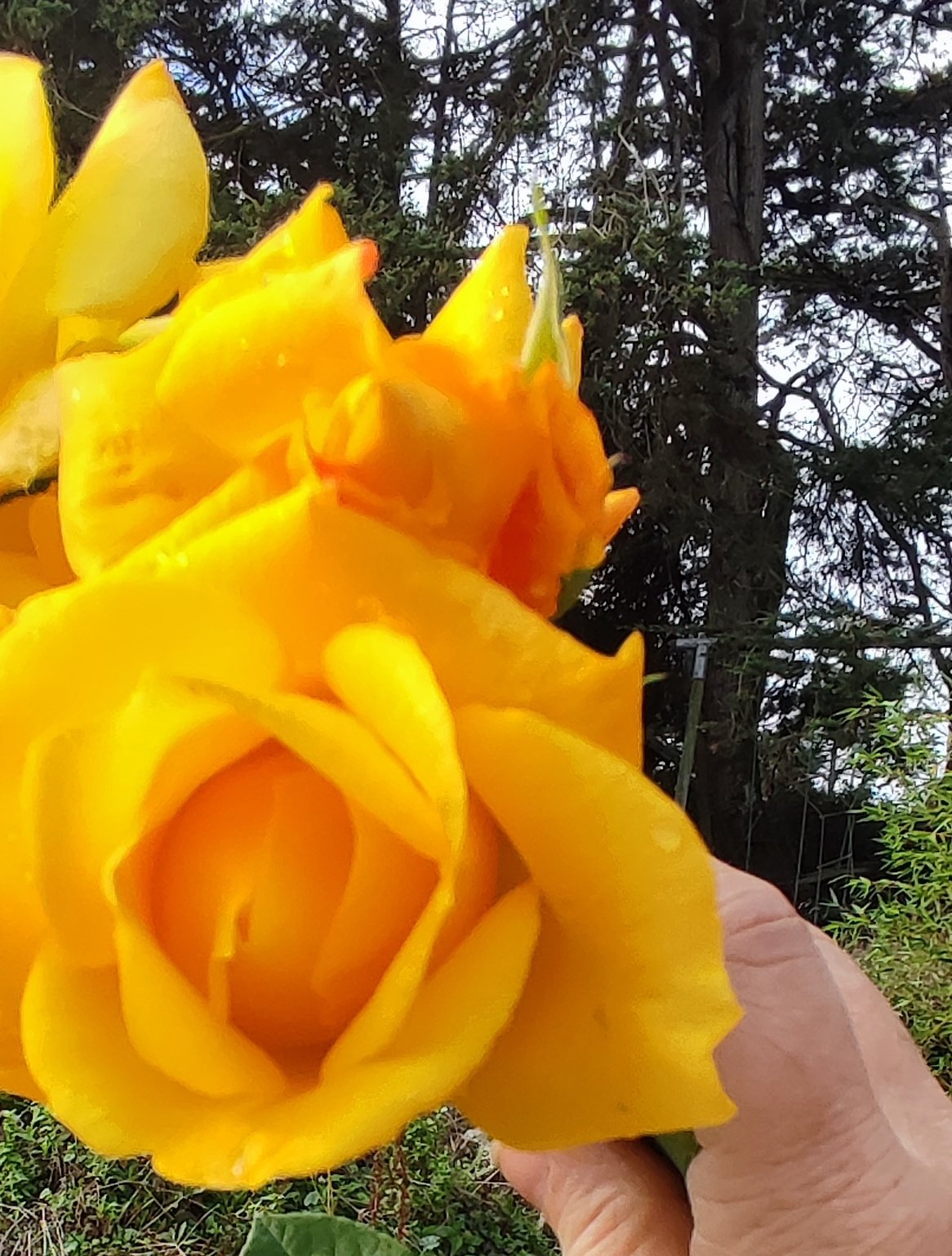    Happy birthday Sylvie 