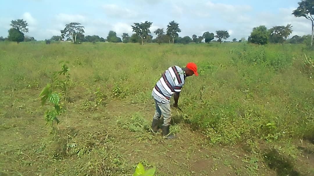 alosiousnyeha's tweet photo. #TRIDI Causal workers saving the Mulberry Garden from weeds at Kiringa Station Iganga.
#sericultureproduction @TridiUganda @beckymutonyi @cwmasiga @STIsecretariat @RobinahNabbanja @KagutaMuseveni @RebeccaKadagaUG https://t.co/OdjgyGze0e