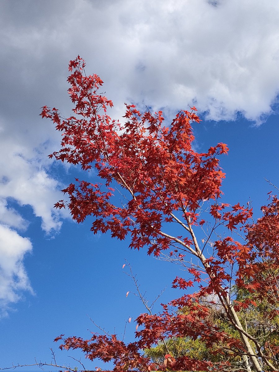 祇園だんだん色づいてきた〜🍁
赤黃緑のグラデーションがキレイ 