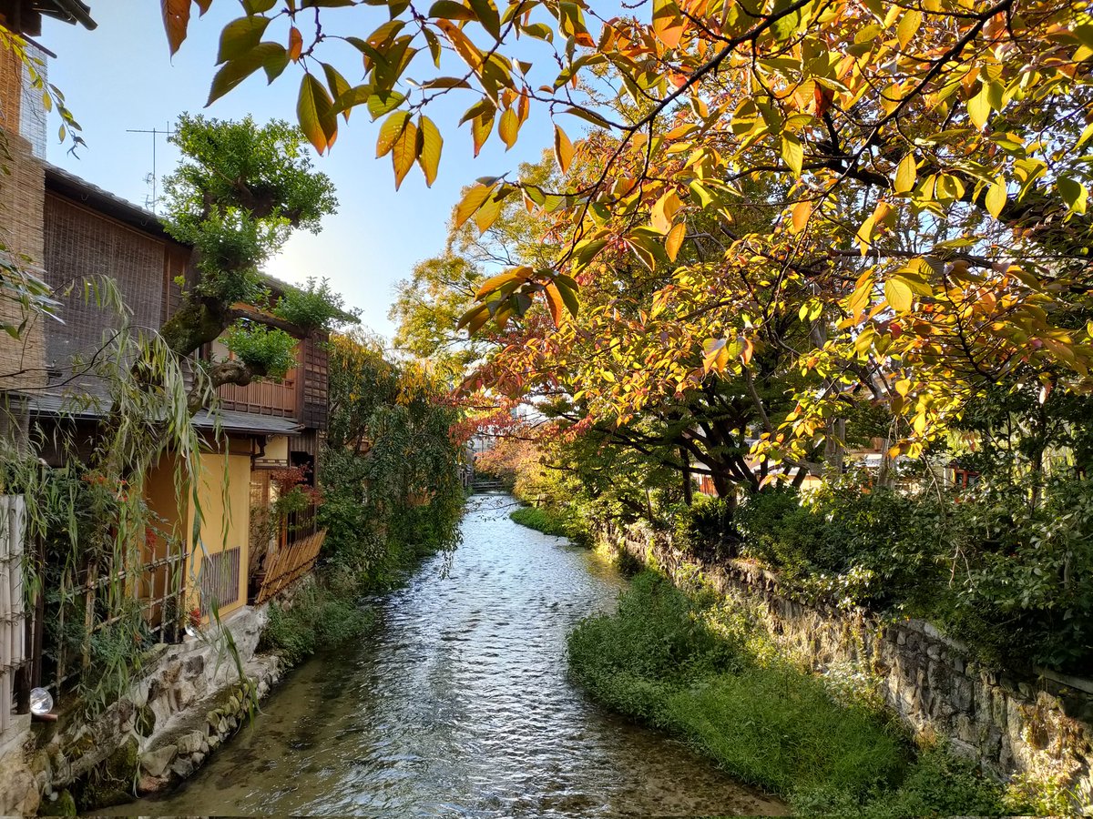 祇園だんだん色づいてきた〜🍁
赤黃緑のグラデーションがキレイ 