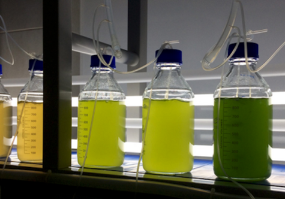 IPac. Acuicultura tweet media