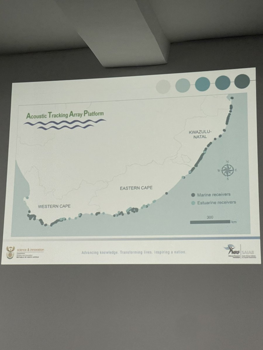 Excellent talk by <a href="/murray_taryn/">Taryn Murray</a> covering the use of acoustic telemetry networks in measuring the efficacy of MPAs in protecting highly mobile species in South Africa. Movement ecology is so cool! #conservationsymposium <a href="/ATAP_ZA/">Acoustic Tracking Array Platform</a>