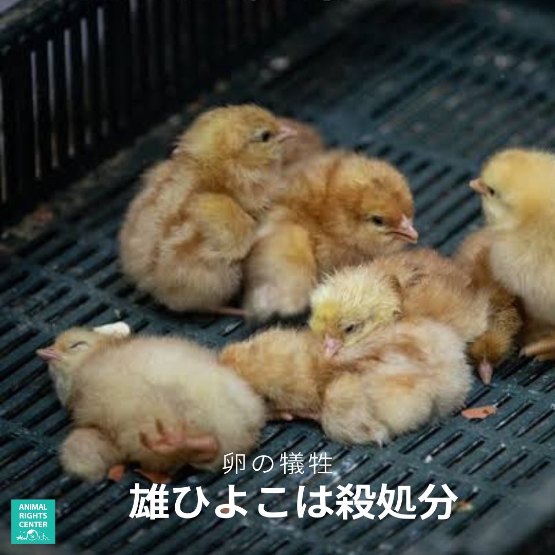 pigshavehearts's tweet photo. 卵の犠牲
雄ひよこは鶏卵産業において役に立たないので殺処分です😢

動物たちに起きている真実を知ってください
#動物

https://t.co/COH2F1KvqZ https://t.co/erIjKCb6dp
