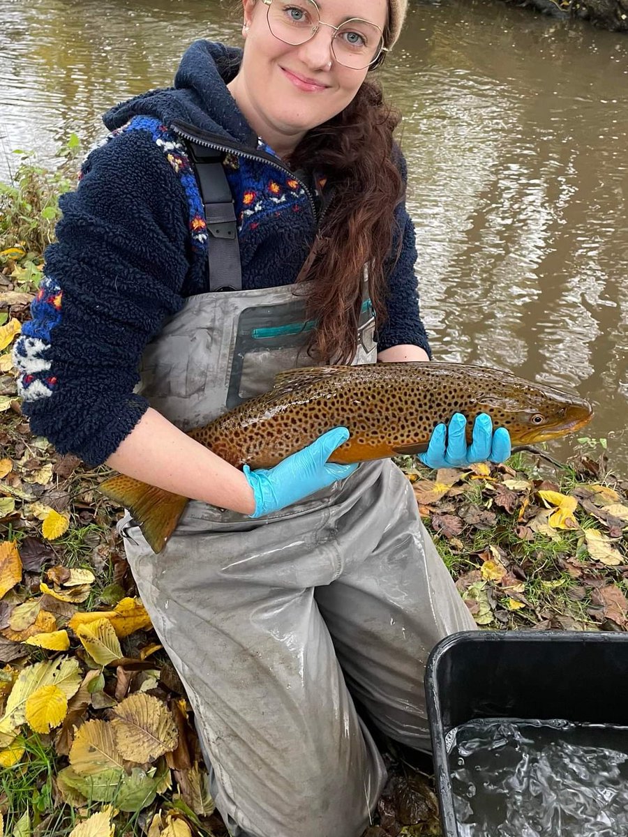 SEG_GBG's tweet photo. Really nice to see so many big sea trout coming up through our trap on their way to spawn.

This one has just been tagged before release so we can  track it's journey upstream #fishsci https://t.co/FiKDUlVH9P