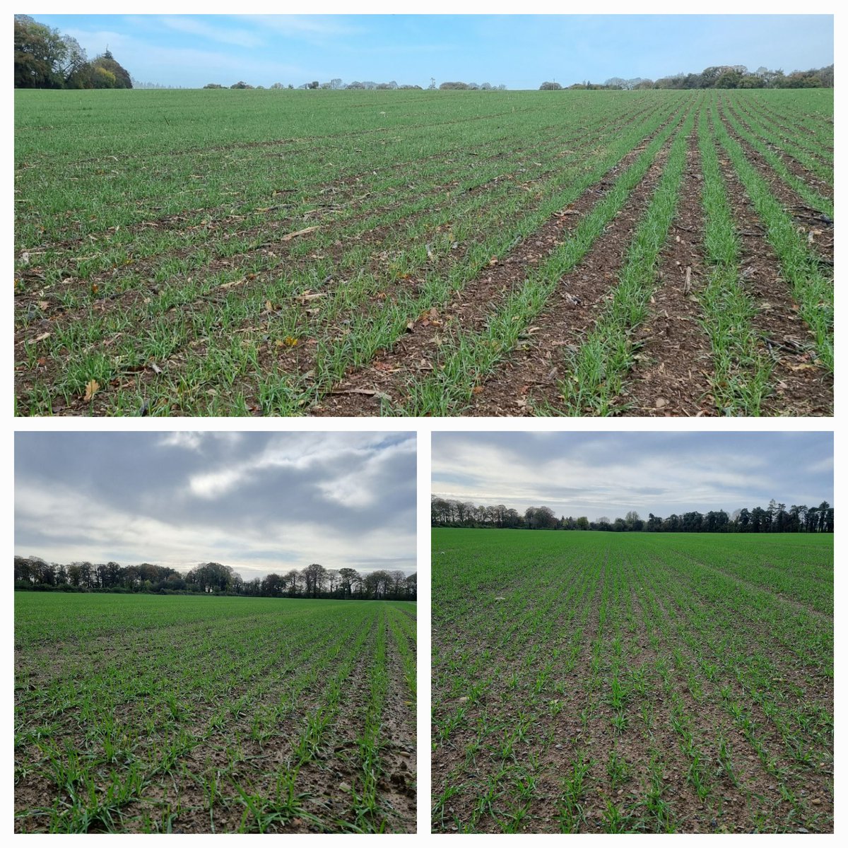 Graham W.Wheat ➡️ progressing nicely