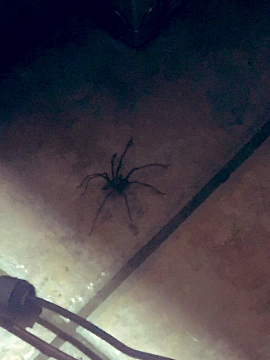 mamajomakes's tweet photo. So this big bugger was on my kitchen floor this morning 🕷🕸

#spider #bigdaddy #arachnid https://t.co/9DmlKhYnyH